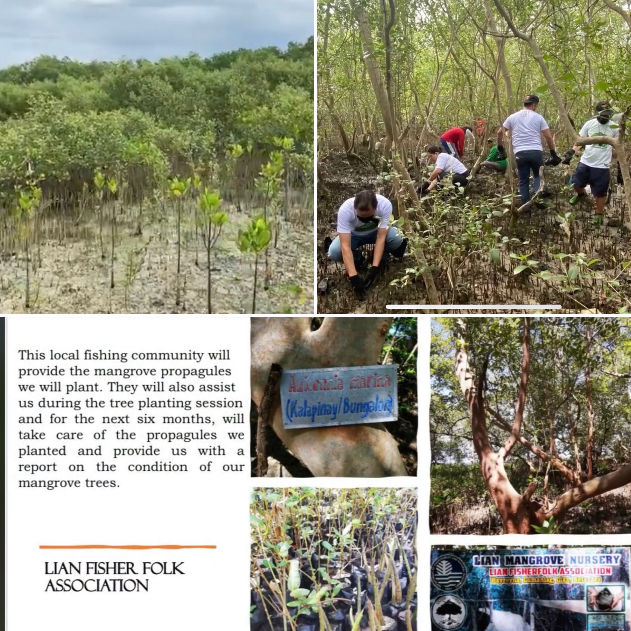 Herma Group Tree Planting Lian Batangas 2021