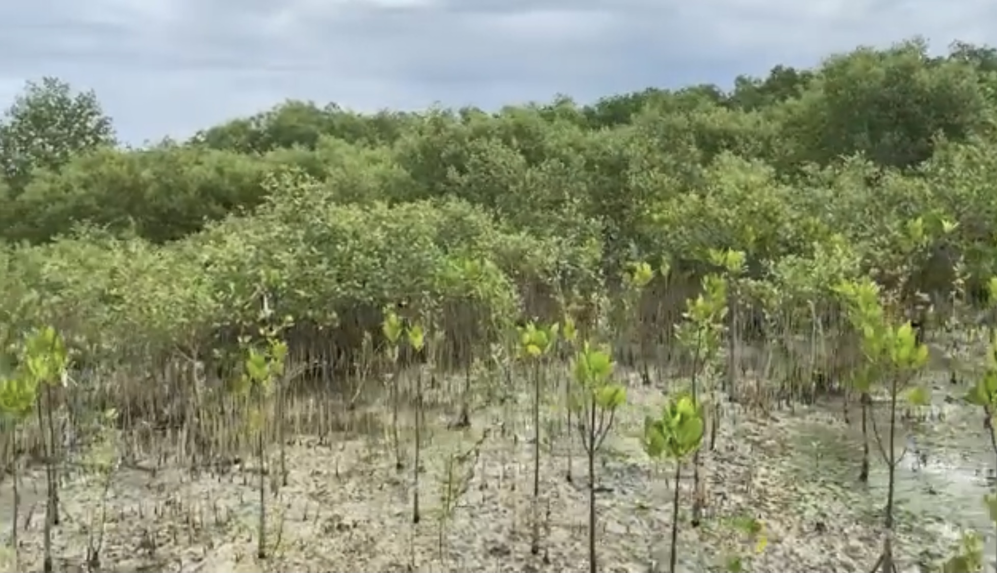 Lian Mangrove Reserve